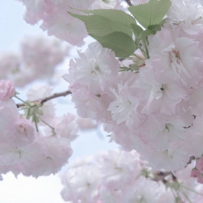 Furry绘画光影灵感福瑞交流群